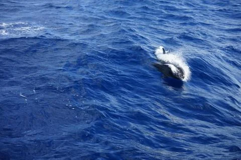 Pilot Whale jumping Stock Photos