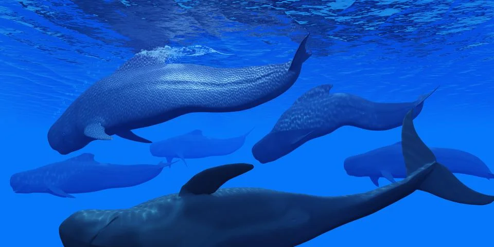 Pilot Whale Pod Stock Illustration