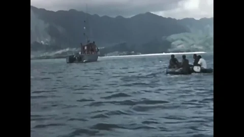 A pilot whale rides the stern wave created by a training platform on a torpedo Stock Footage 79426602