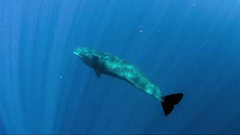 Pilot whale swimming gracefully in deep blue ocean 스톡 동영상 334986513
