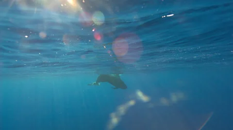 Pilot whale swimming in ocean Stock Footage 47208050