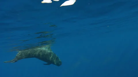 Pilot whale swimming in ocean Stock Footage 47208637