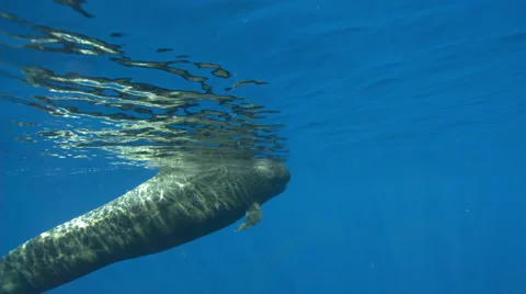 Pilot whale swimming in ocean Stock Footage 47208703