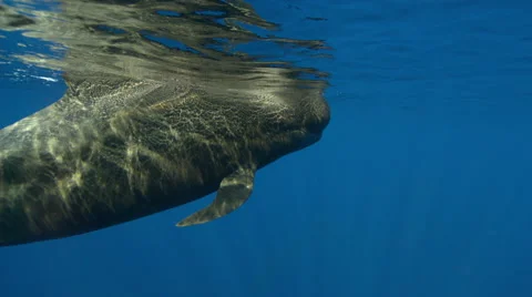 Pilot whale swimming in ocean Stock Footage 47208705