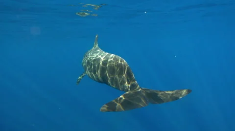 Pilot whale swimming in ocean Stock Footage 47209332