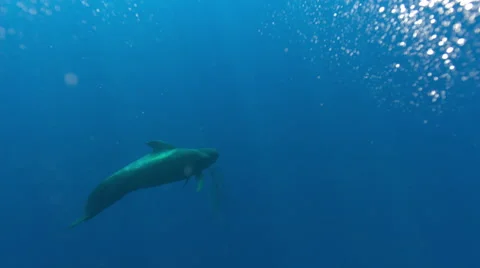 Pilot whale swimming in ocean Stock Footage 47209587