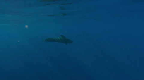 Pilot whale swimming in ocean Vídeos de archivo 47209841