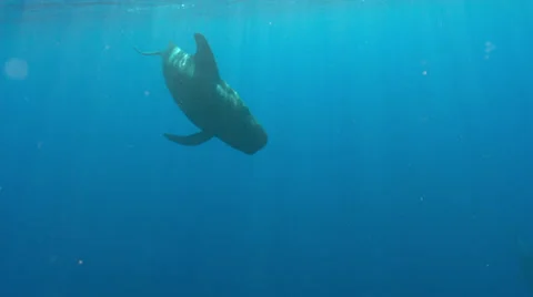 Pilot whale swimming in ocean Stock Footage