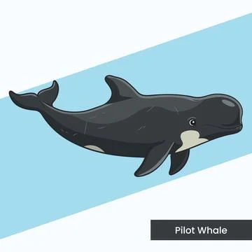 Pilot Whale Vector Illustration - Marine Mammal with Rounded Head Cartoon -.. Stock Illustration