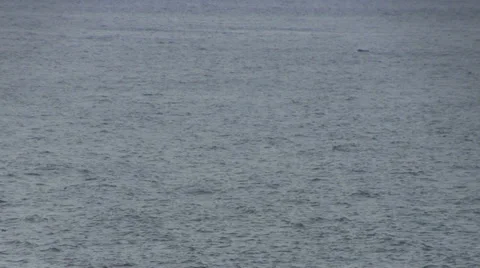 Pilot Whales Stock Footage 29156206