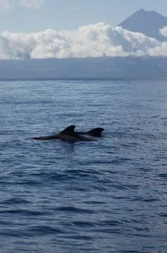 Pilot whales in front of Pico Stock Photos