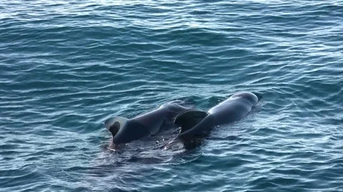 Pilot whales jumping close to the bow of a yacht. Stock Footage 107787029