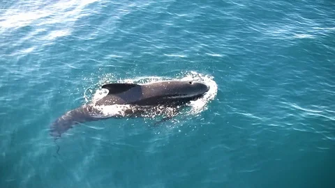 Pilot whales jumping close to the bow of a yacht. 動画素材 107787069