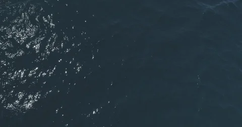 Pilot whales, Sea of Cortes. Stock Footage 101412880