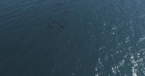 Pilot whales, Sea of Cortes. 库存影片 101413172