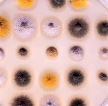 Pilz Stock Photos
