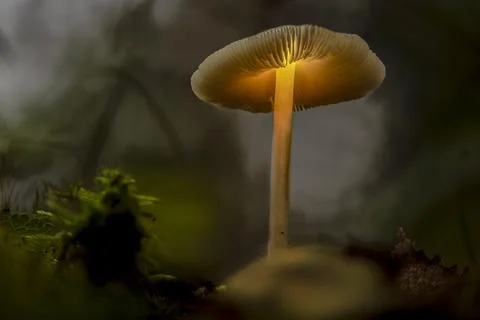 Pilz Stock Photos