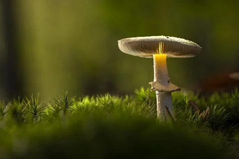 Pilz Foto stock