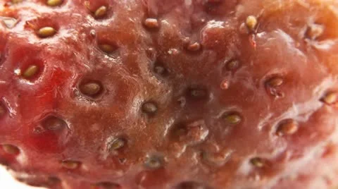 Pilzmakro 스톡 동영상 21096635