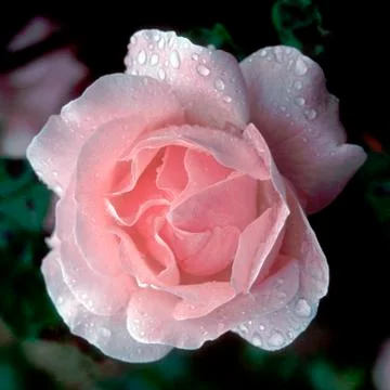 Pimk Rose Stock Photos