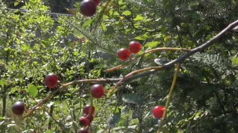  pin cherries Stock Footage 506458