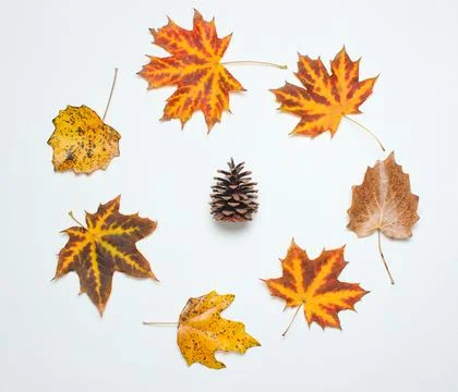 Pin cone in the creative circle of fallen autumn leaves on a white background Stock Photos