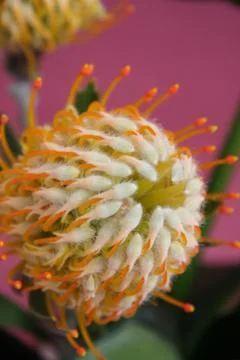 Pin cushion close up Stock Photos