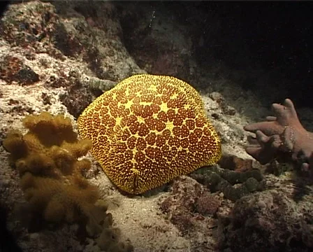 Pin Cushion Starfish Culcita Novaeguine Stock Video Pond5