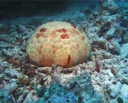 Pin Cushion Starfish Culcita Novaeguine Stock Video Pond5