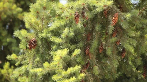 Pin Fir Cones Stock-Footage 24700527