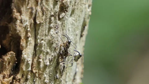 Pin-hole borer beetles in the mating season. Stock Footage 137162113