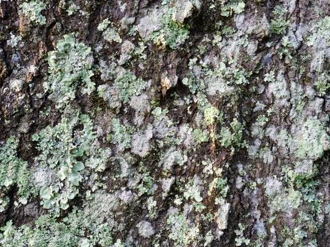 ​Pin Oak Tree Bark Texture - Moss and Lichen Macro Detail Foto stock