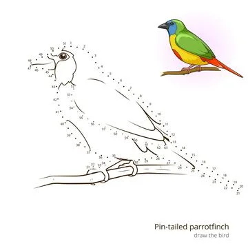 Pin tailed parrotfinch bird learn to draw vector Stock Illustration
