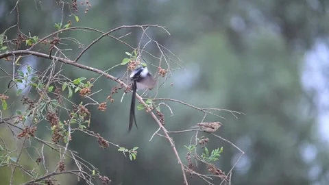 Pin Tailed Wydah Mating Dance Stock Footage 295795608