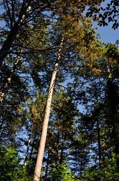 Pin tree in woods Stock Photos