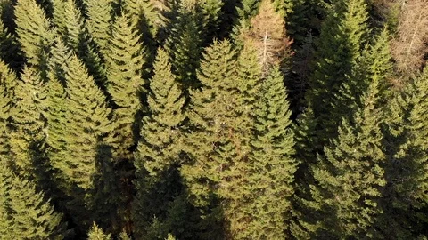 Pin trees forest flight at the sunset in springtime Stock Footage 107091105