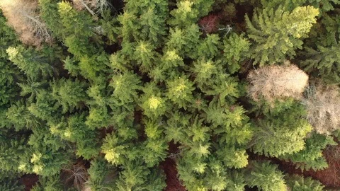 Pin trees forest flight at the sunset in springtime Stock Footage 107091131