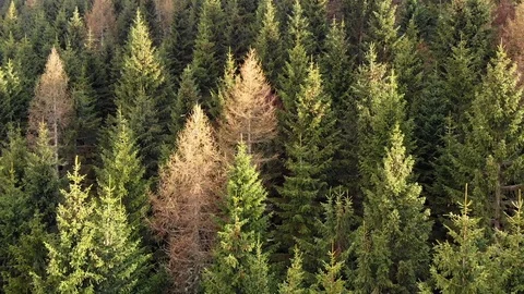 Pin trees forest flight at the sunset in springtime Stock Footage 107091133