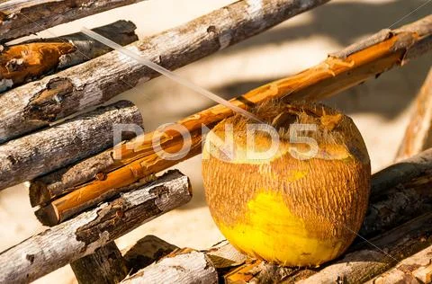 Pina Colada Served in a Coconut Stock Photos