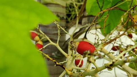 Pinang muda Stock Footage 211355385