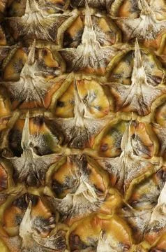 Pinapple Stock Photos