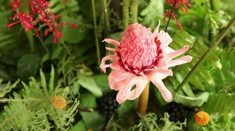 Pinapple Red Flower 動画素材 10823175