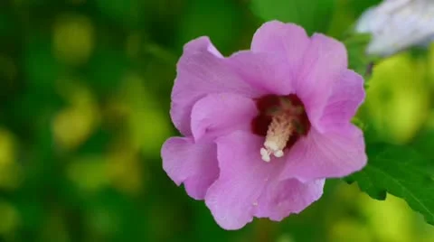 Pinc flower Stock Footage 11846191