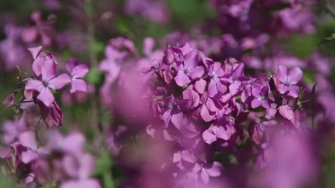 PincFlover-Bee Stock Footage 76014432