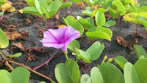 Pindahin 2 Stock Footage 336482702
