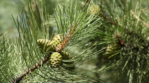 Pine 1 Stock Footage 859607