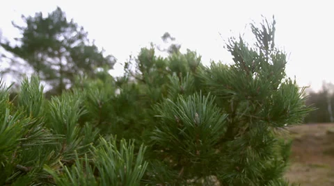 Pine 1 Stock Footage 33927112