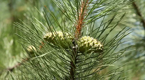 Pine 2 Video stock 859614