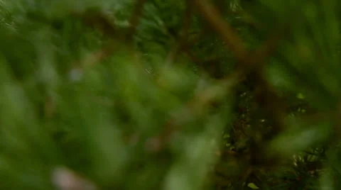 Pine 2 Stock Footage 33927108