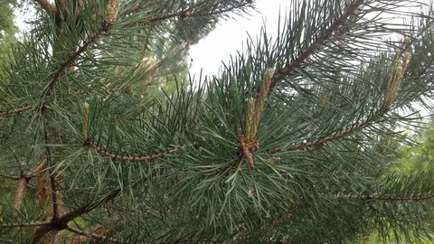 Pine 2 Vídeos de archivo 94373453